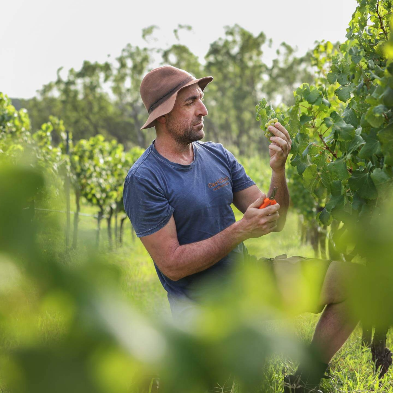 Agate Wines